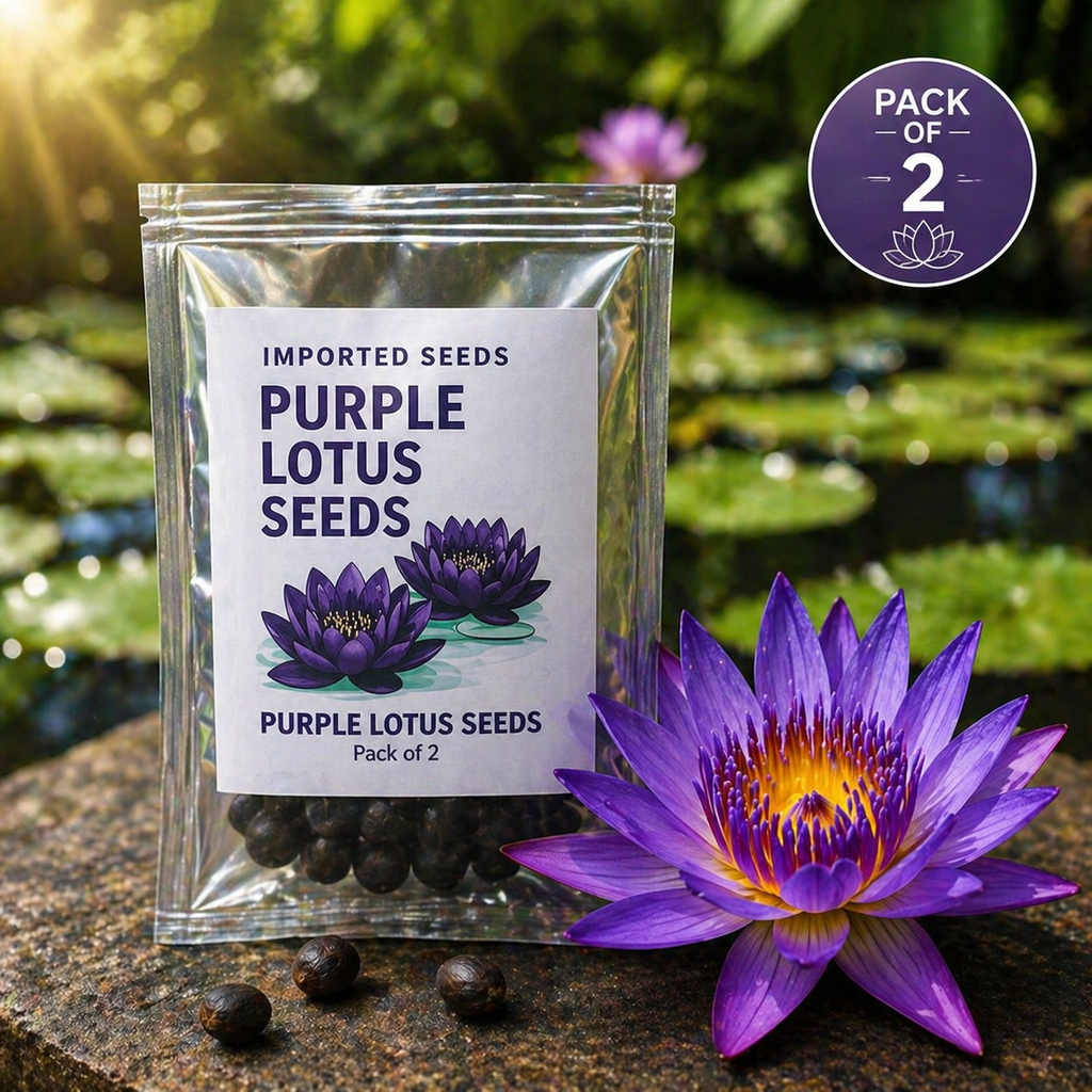 Rare Lotus Flower Seed ( Pack of 2 )