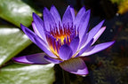 Rare Lotus Flower Seed ( Pack of 2 )