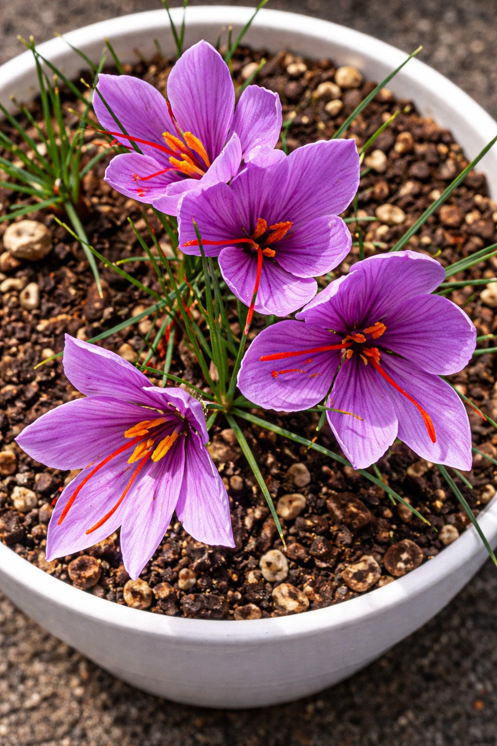 Saffron Bulbs—Gold in the Flower Seed pack of 2